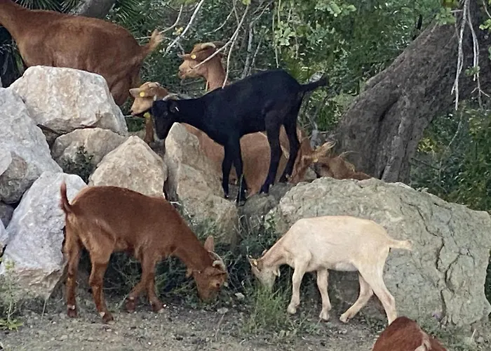 Cortijo Palmeras El Chorro
